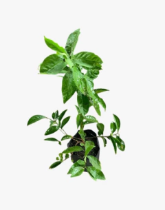 Jazmín Paraguayo - comprar online