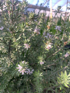 Westringia Fructicosa - vivero vip garden