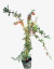 Crataegus en internet