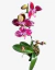 Orquídea Phalaenopsis Premium en internet