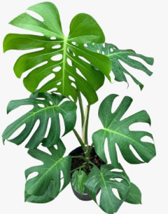 Monstera - Costilla de Adan - tienda online