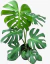 Monstera - Costilla de Adan - tienda online