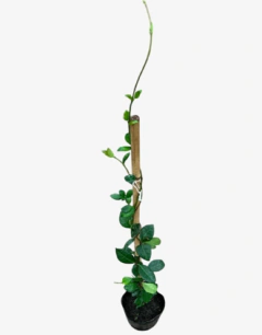 Jazmín de leche - vivero vip garden