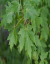 Acer Sacharrinum - comprar online