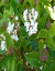 Laurentino Viburnum Tinus - vivero vip garden