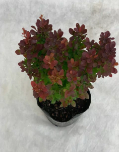 Berberis Thumbergii Red Pillar en internet