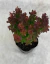 Berberis Thumbergii Red Pillar en internet