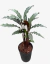 Calathea Wavestar en internet