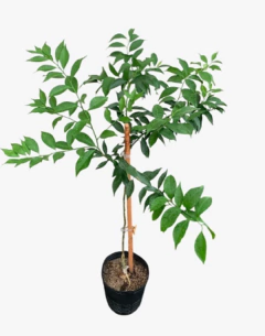 Mandarina Criolla - vivero vip garden