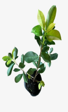 Fotinia - Photinia - tienda online