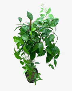 Pyrostegia Venusta en internet