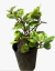 Dólar planta - vivero vip garden