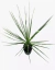 Cordyline Australis Verde - vivero vip garden