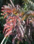 Gleditsia Ruby Lace en internet