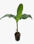 BANANERO planta - vivero vip garden