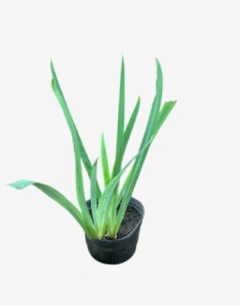 Iris Pseudoacorus en internet