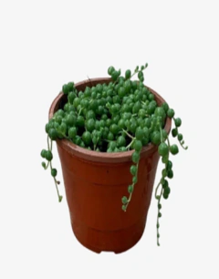 Rosario Senecio Rowleyanus en internet