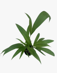 Pasto Palmera - comprar online
