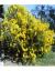 Acacia Cultriformis en internet