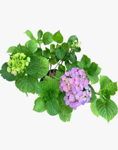 Hortensia Rosada en internet