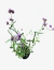 Verbena Bonariensis - tienda online