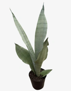 Sansevieria Gris en internet