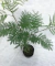 Acacia Visco - vivero vip garden