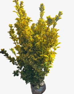 EUONYMUS COLUMNARIS en internet