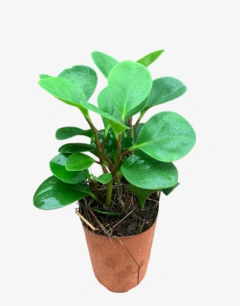 Peperomia Green en internet