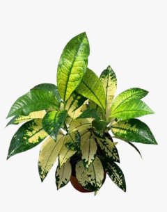 Croton Monalisa - vivero vip garden