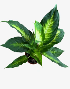 Diefenbachia Mariana en internet
