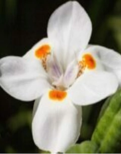 Dietes Katrina - comprar online