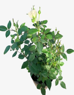 Rosal rococo mini en internet