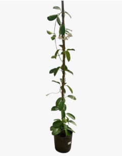 Jazmin De Madagascar - comprar online