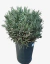 Lavanda Spica