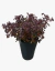 Trebol Rojo - vivero vip garden