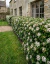 Laurentino Viburnum Tinus