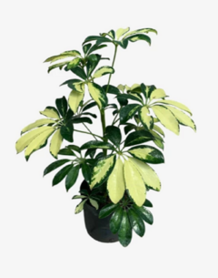Aralia ivonet - tienda online