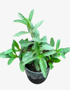 Verbena Bonariensis