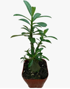 Rosa del desierto - comprar online