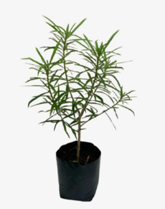 Thevetia peruviana en internet