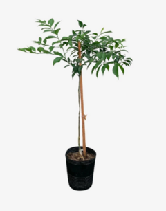 Mandarina Criolla - tienda online