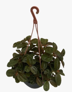 Pilea Repens Bronce en internet