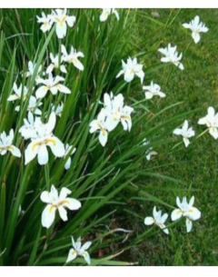 Dietes Vegeta Grandiflora - comprar online