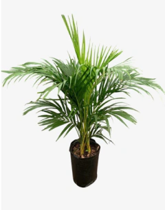 Areca palmera amarilla - vivero vip garden