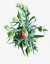 Clavel - vivero vip garden