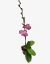 Orquídea Phalaenopsis Premium - vivero vip garden