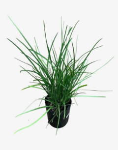 Dietes Bicolor - tienda online
