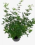 Lespedeza Thunbergii - vivero vip garden