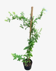Jazmín del Cielo Blanco - vivero vip garden